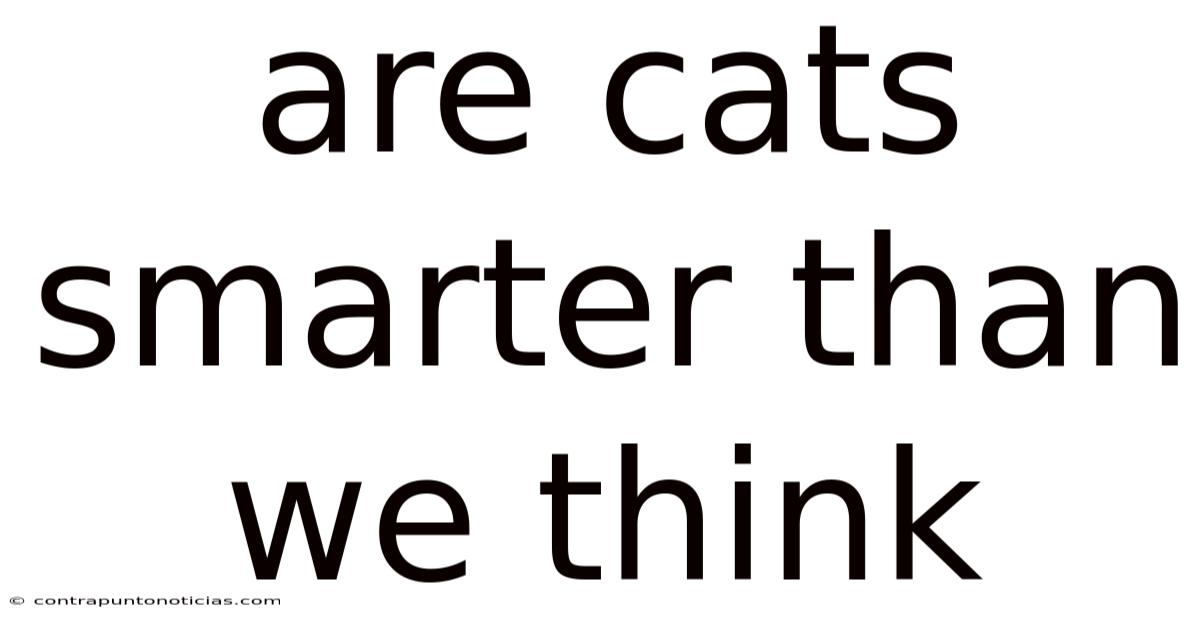 Are Cats Smarter Than We Think