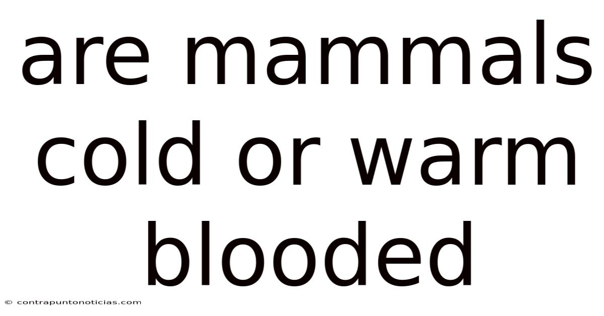 Are Mammals Cold Or Warm Blooded