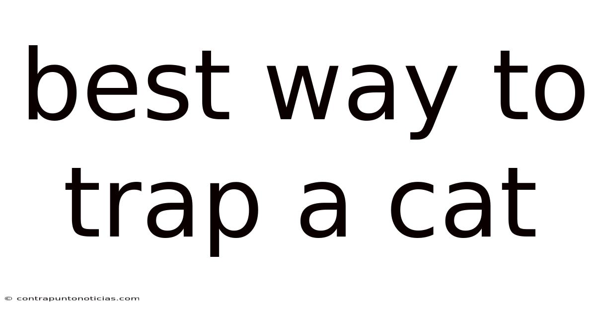 Best Way To Trap A Cat