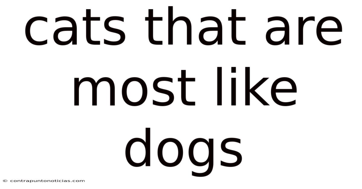 Cats That Are Most Like Dogs