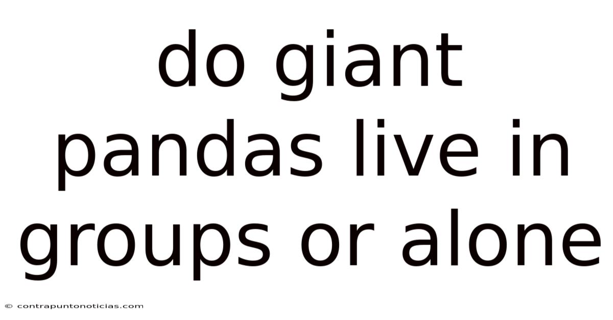 Do Giant Pandas Live In Groups Or Alone