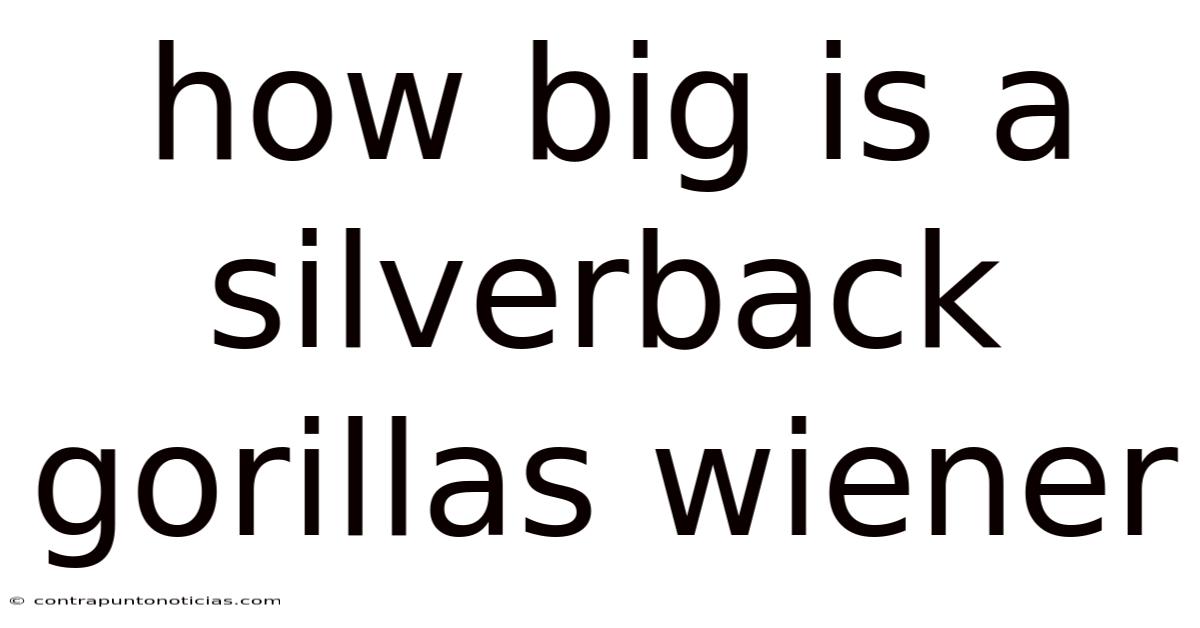 How Big Is A Silverback Gorillas Wiener