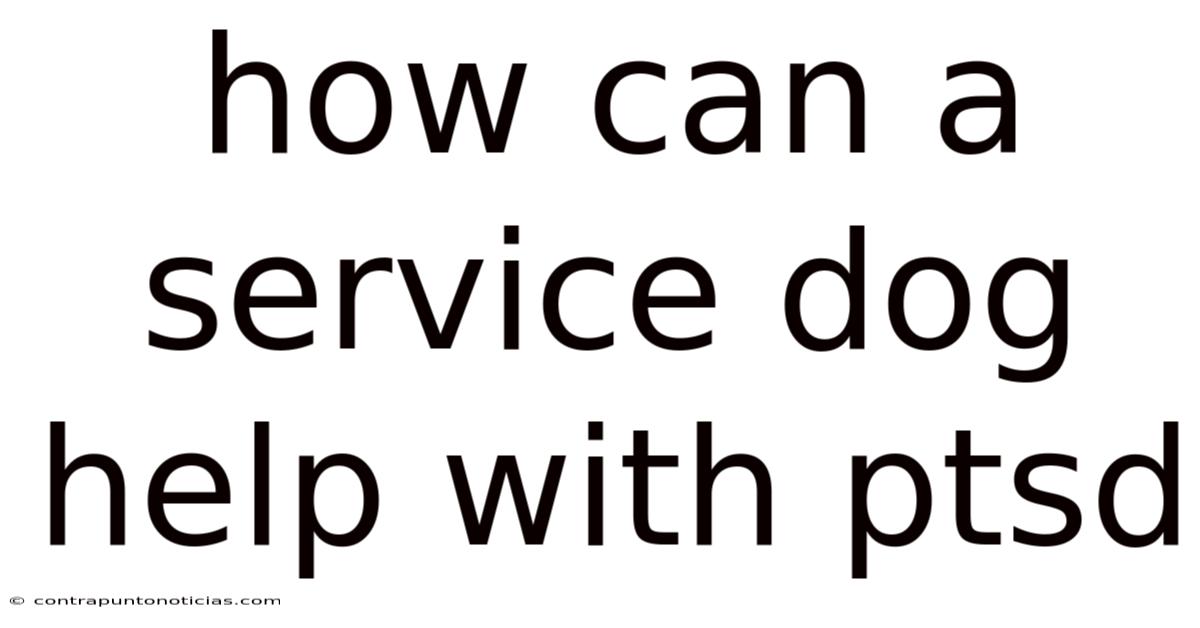 How Can A Service Dog Help With Ptsd