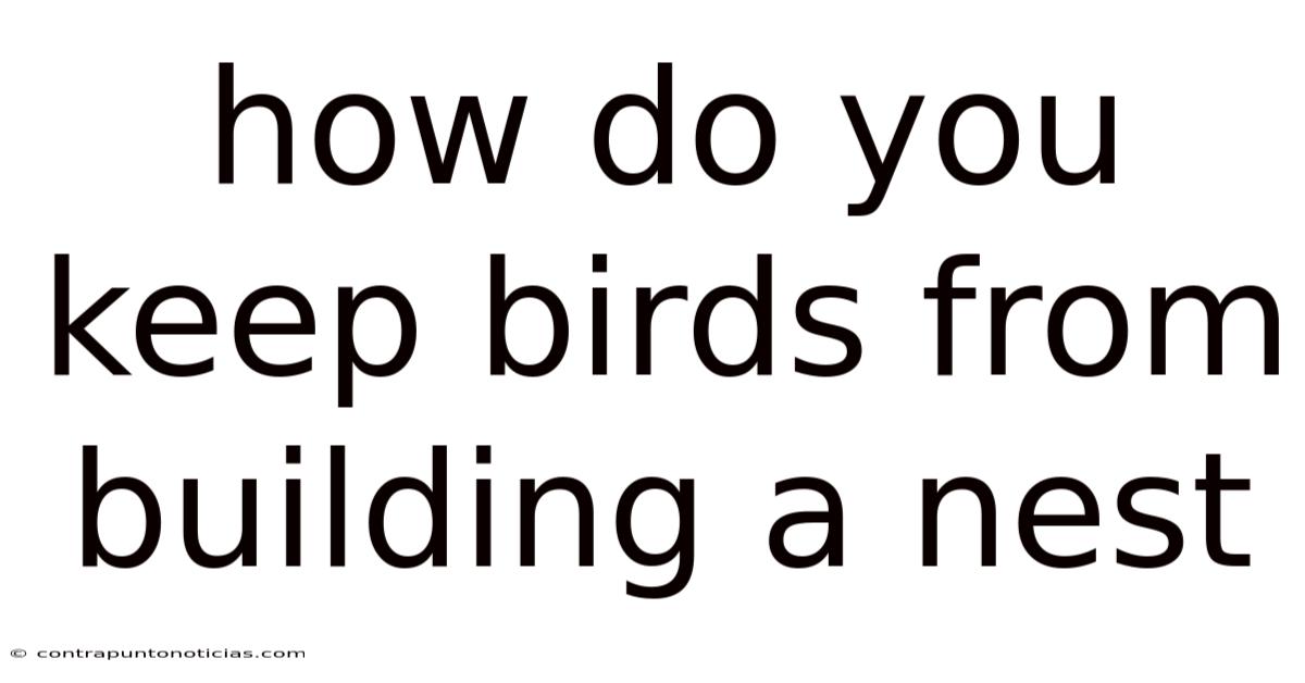 How Do You Keep Birds From Building A Nest
