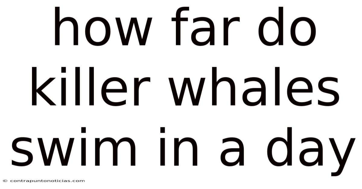 How Far Do Killer Whales Swim In A Day