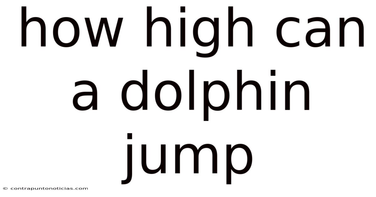 How High Can A Dolphin Jump