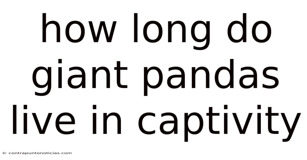 How Long Do Giant Pandas Live In Captivity
