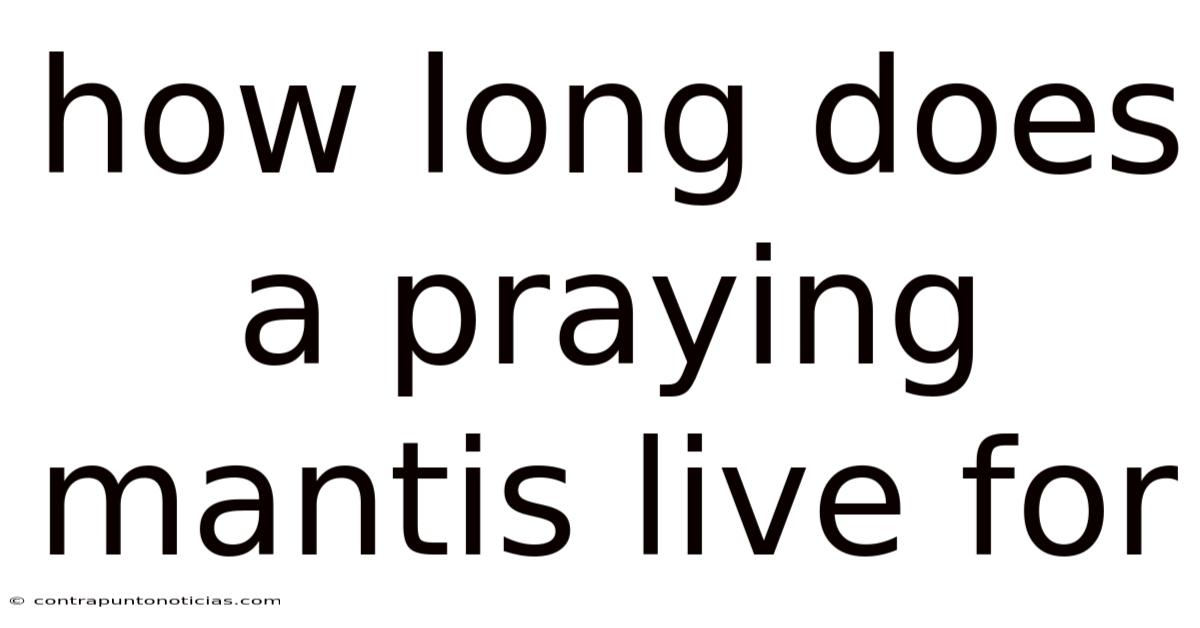 How Long Does A Praying Mantis Live For
