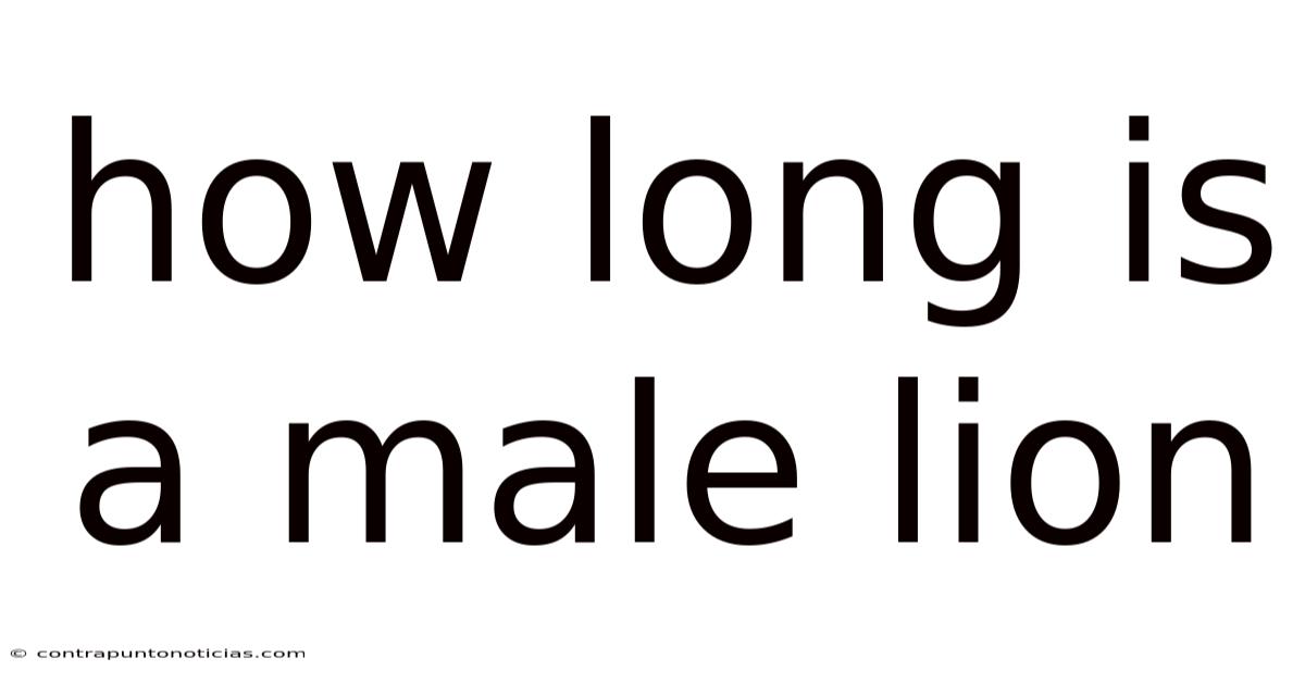 How Long Is A Male Lion