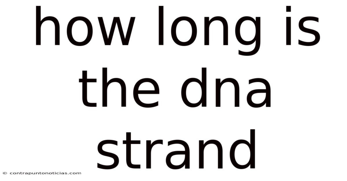 How Long Is The Dna Strand