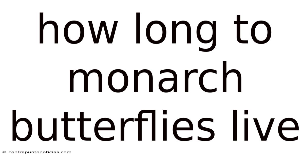 How Long To Monarch Butterflies Live