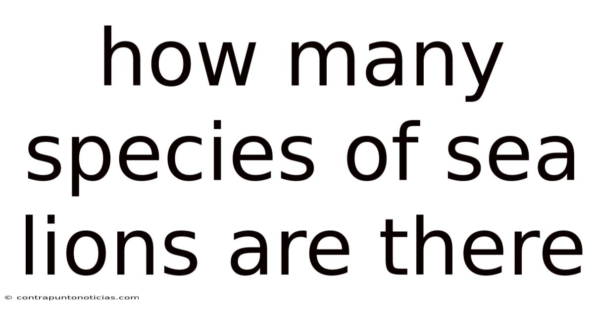 How Many Species Of Sea Lions Are There