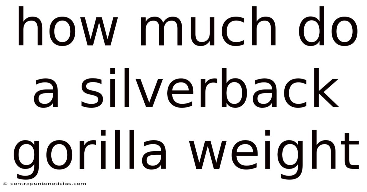 How Much Do A Silverback Gorilla Weight