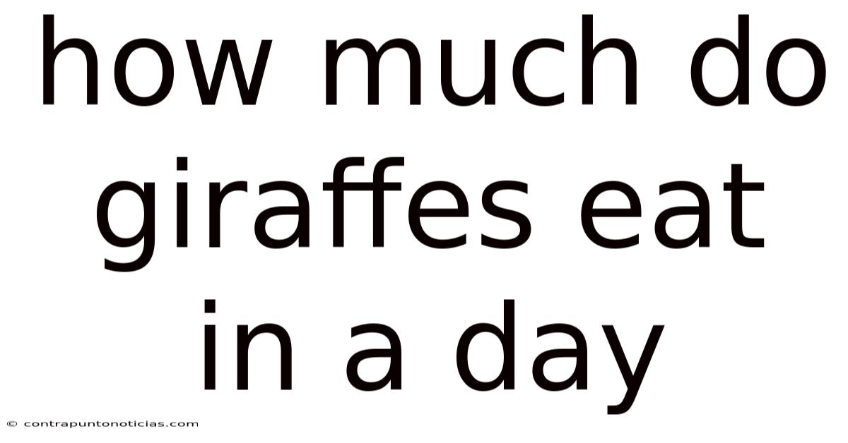 How Much Do Giraffes Eat In A Day