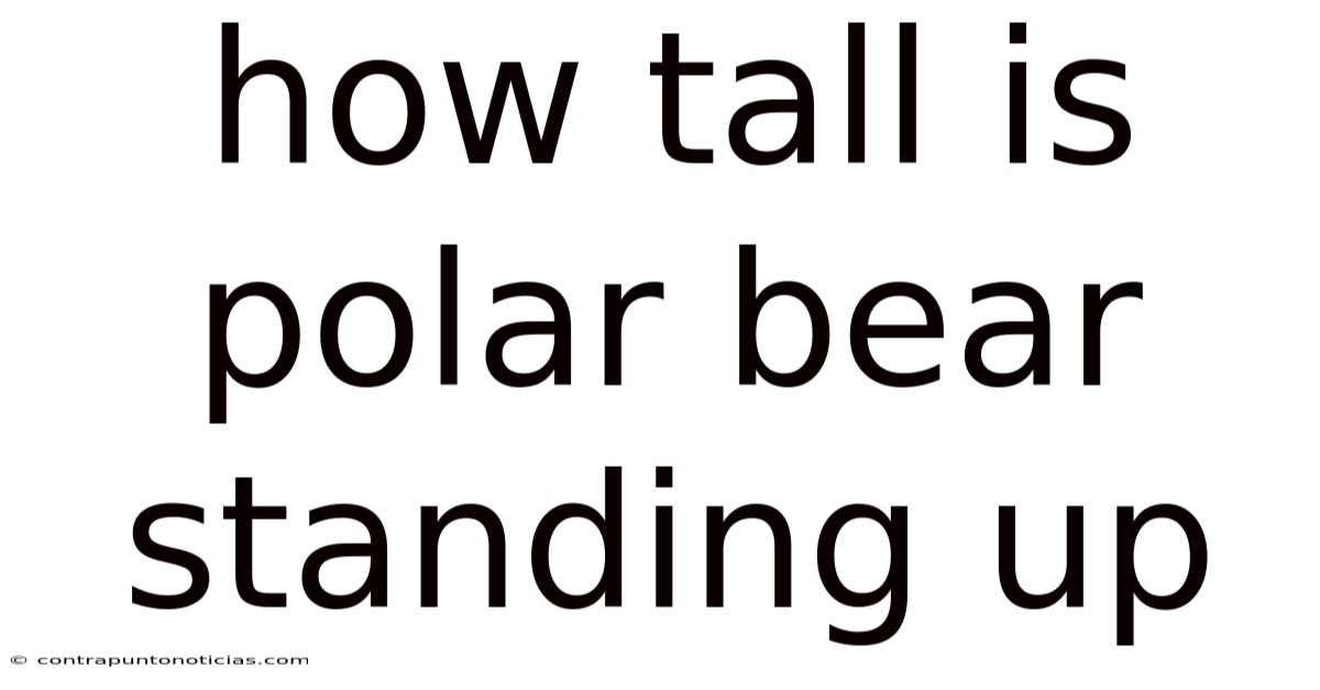 How Tall Is Polar Bear Standing Up