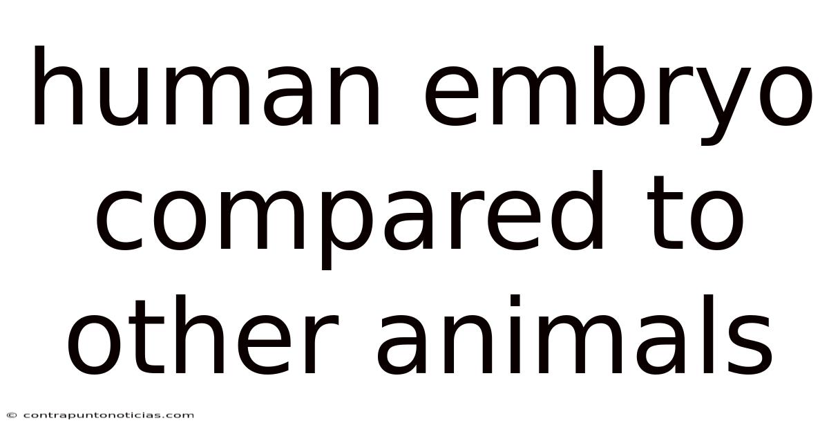 Human Embryo Compared To Other Animals