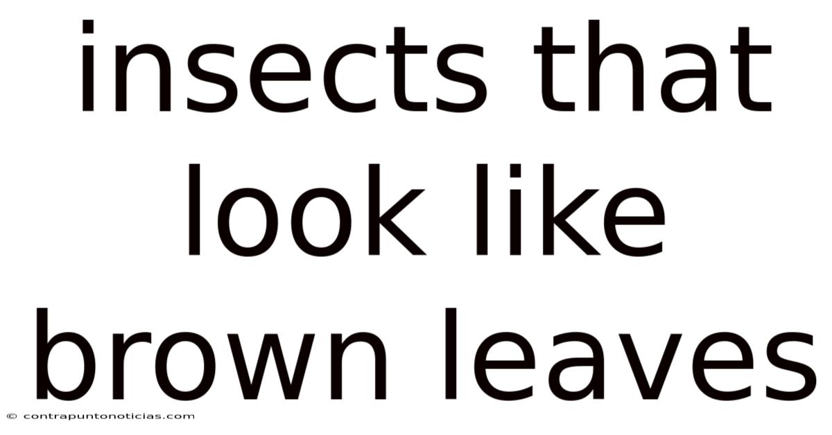 Insects That Look Like Brown Leaves