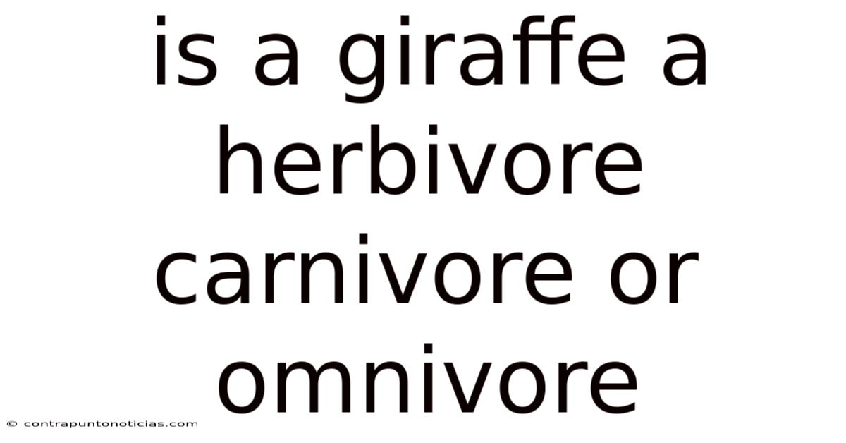 Is A Giraffe A Herbivore Carnivore Or Omnivore