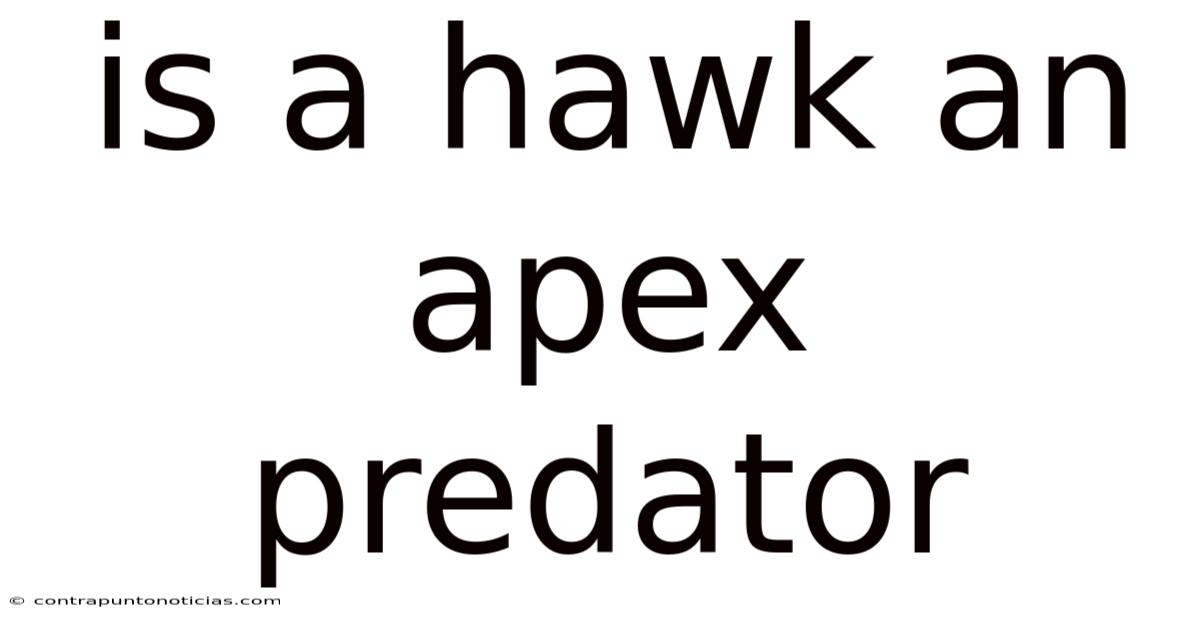 Is A Hawk An Apex Predator