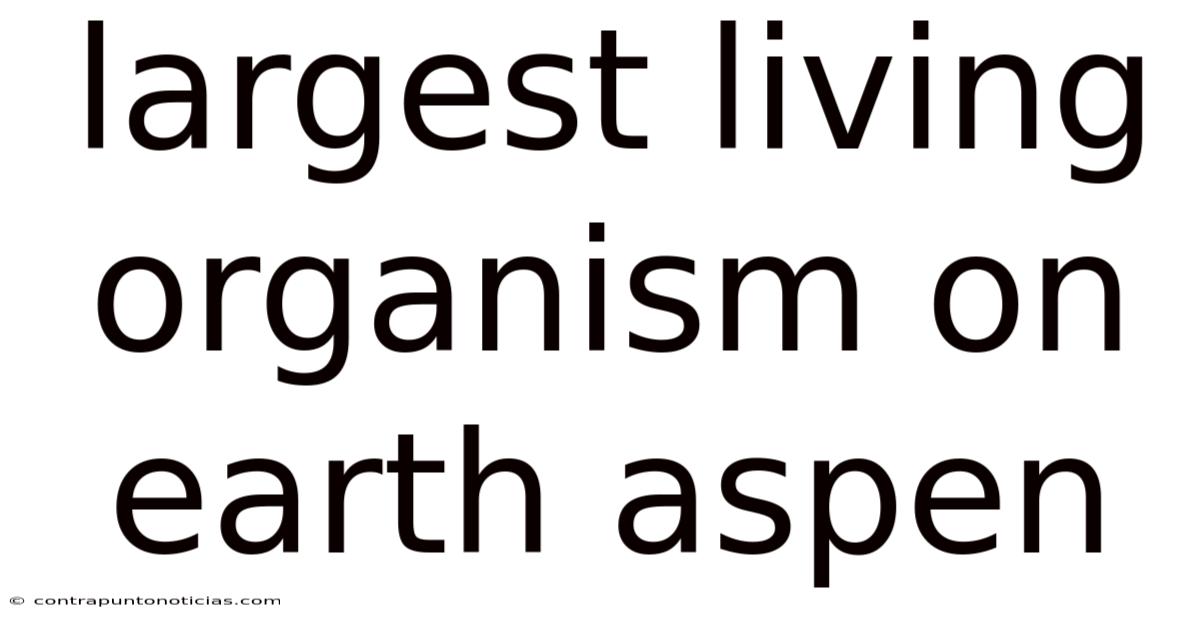 Largest Living Organism On Earth Aspen