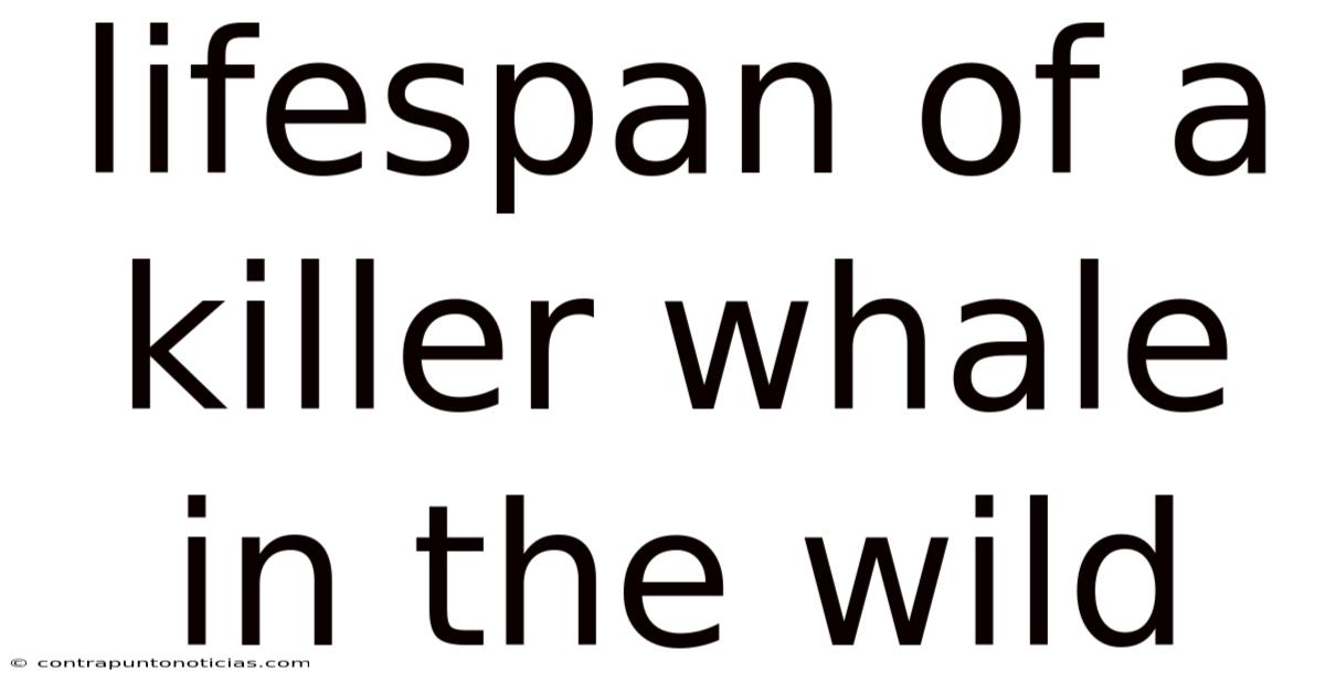 Lifespan Of A Killer Whale In The Wild