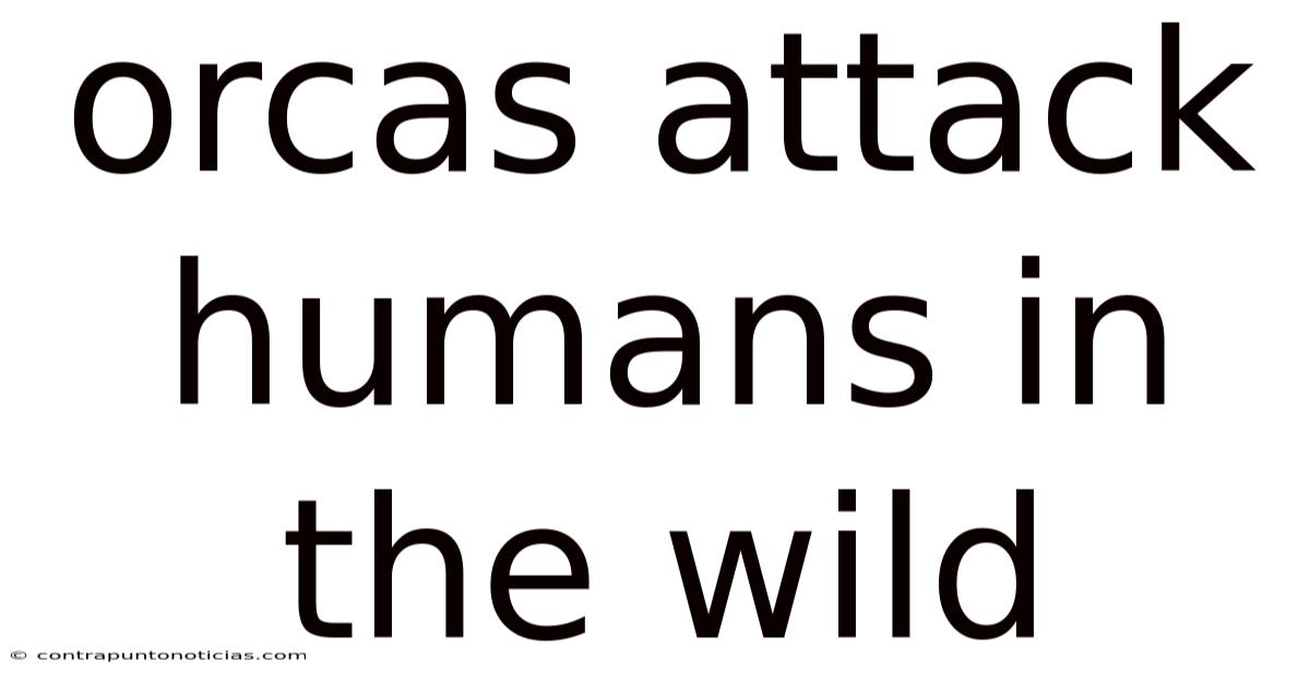 Orcas Attack Humans In The Wild