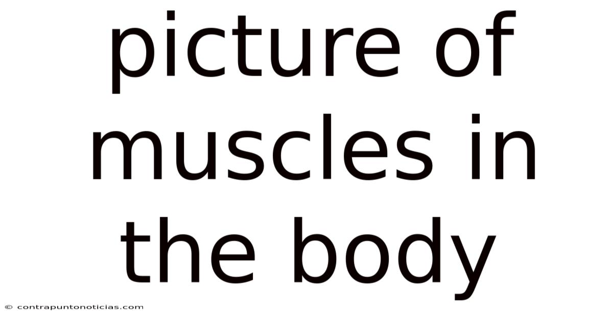 Picture Of Muscles In The Body