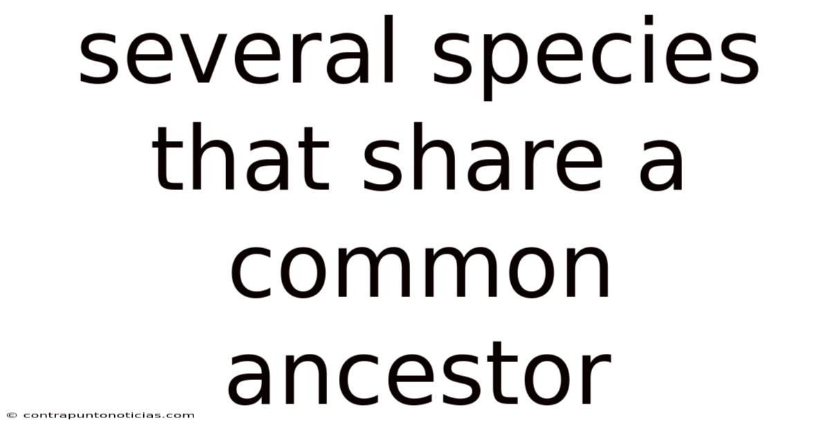 Several Species That Share A Common Ancestor
