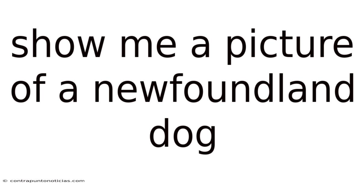 Show Me A Picture Of A Newfoundland Dog