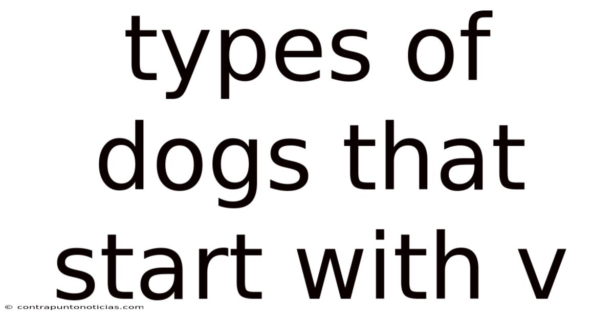 Types Of Dogs That Start With V