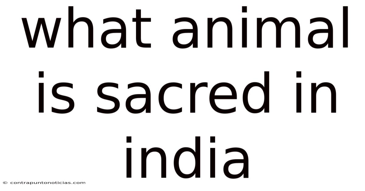 What Animal Is Sacred In India