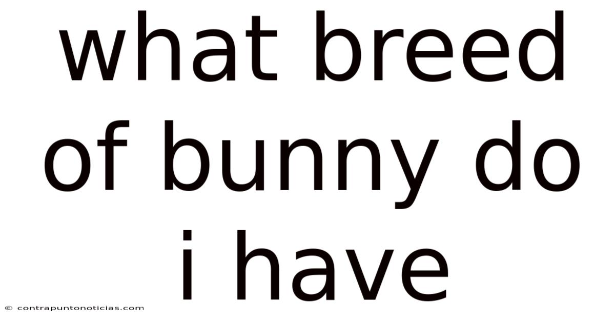 What Breed Of Bunny Do I Have