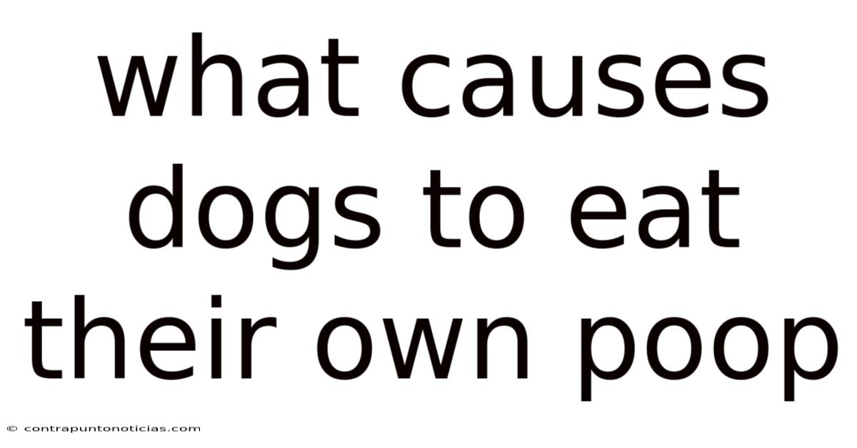What Causes Dogs To Eat Their Own Poop