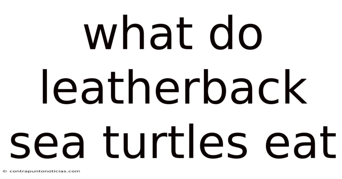 What Do Leatherback Sea Turtles Eat