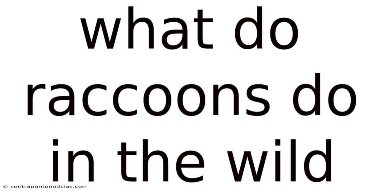 What Do Raccoons Do In The Wild