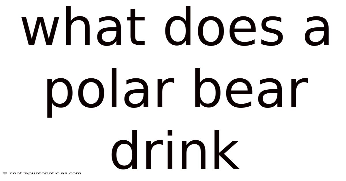 What Does A Polar Bear Drink