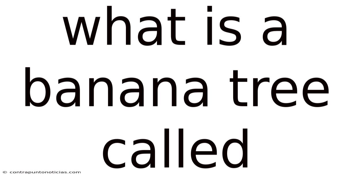What Is A Banana Tree Called