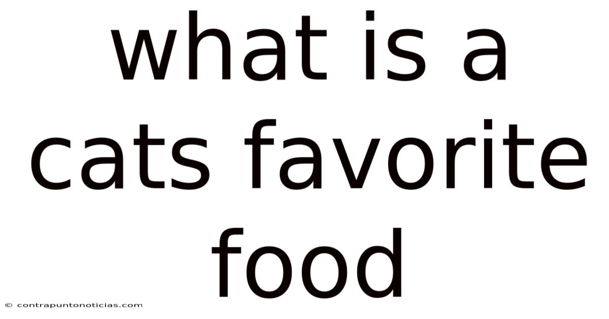 What Is A Cats Favorite Food