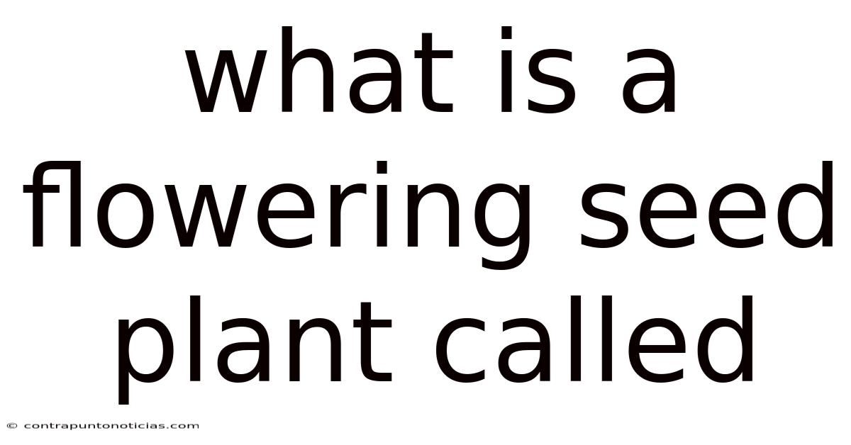 What Is A Flowering Seed Plant Called