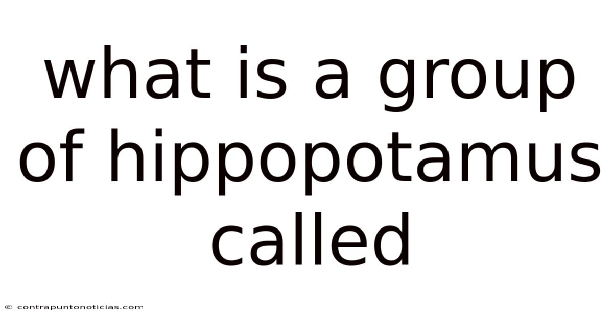 What Is A Group Of Hippopotamus Called