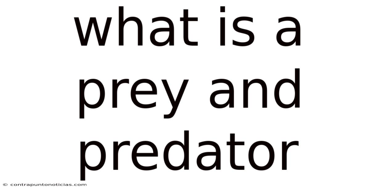 What Is A Prey And Predator