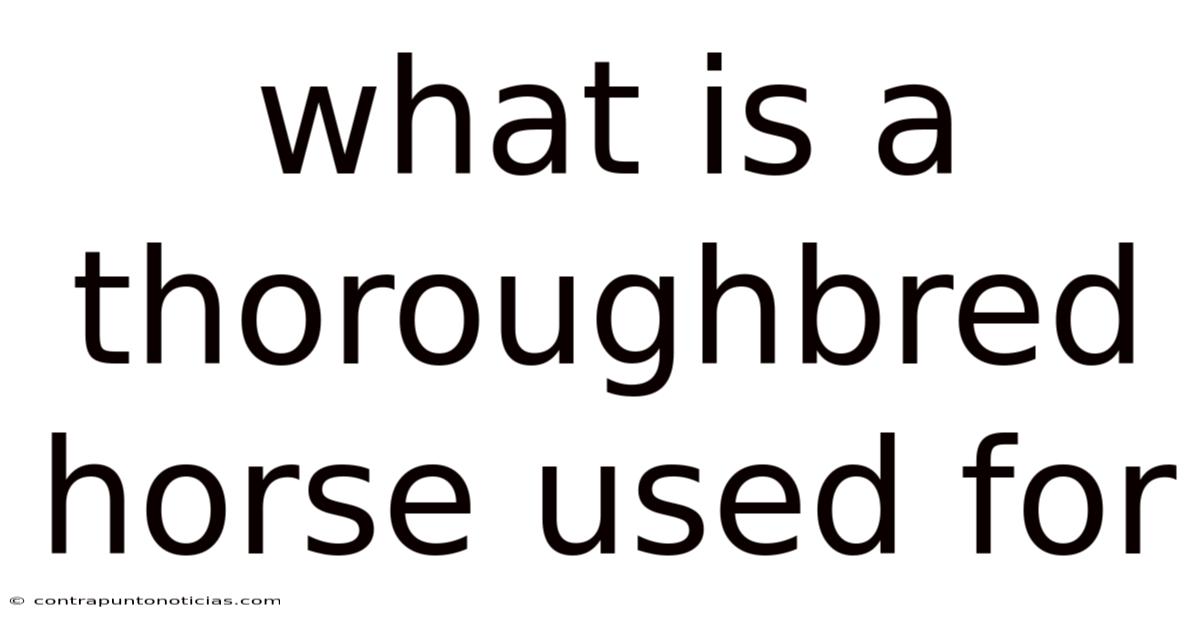 What Is A Thoroughbred Horse Used For