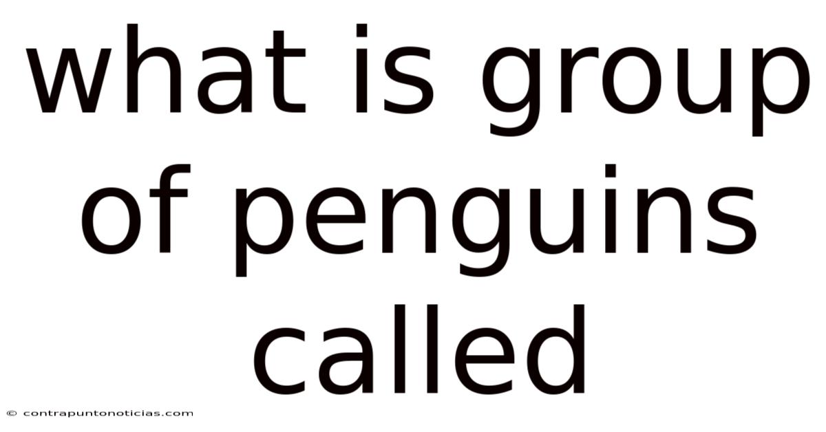 What Is Group Of Penguins Called