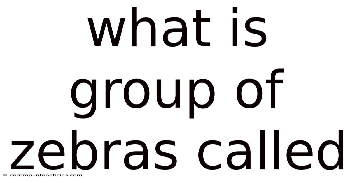 What Is Group Of Zebras Called