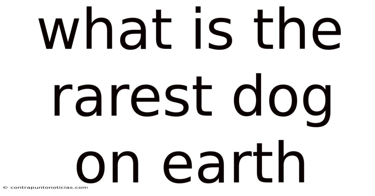 What Is The Rarest Dog On Earth