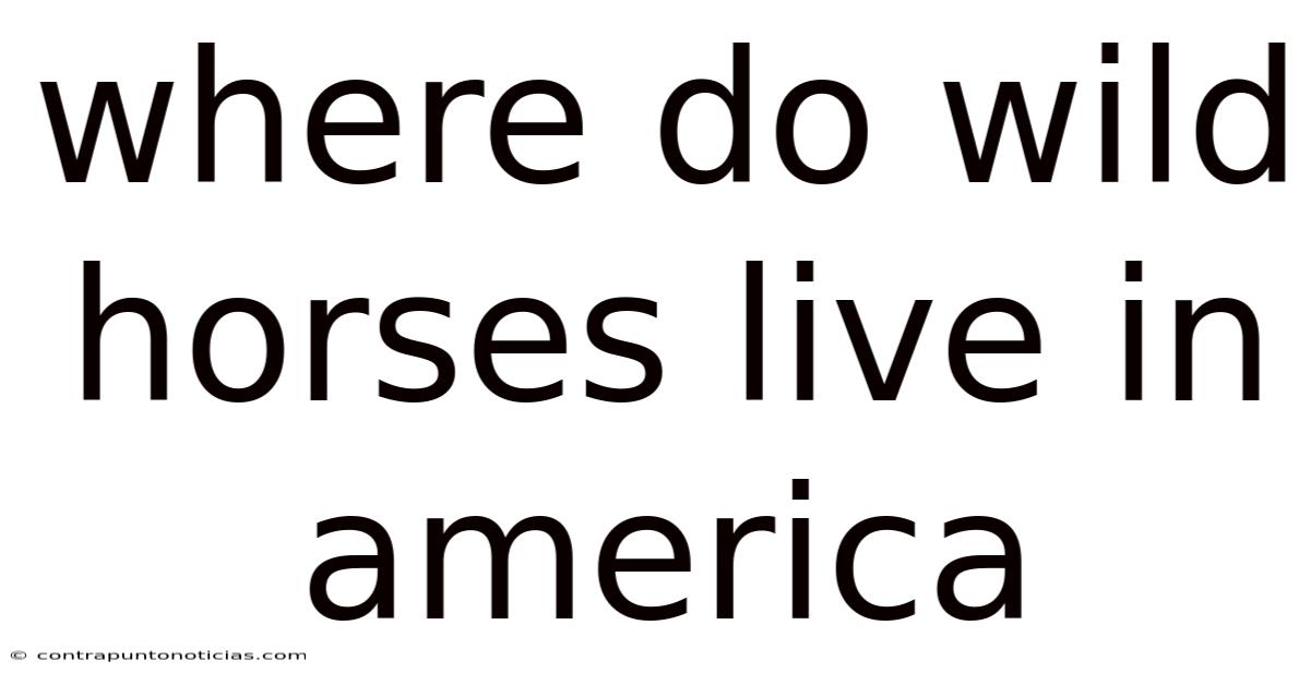 Where Do Wild Horses Live In America
