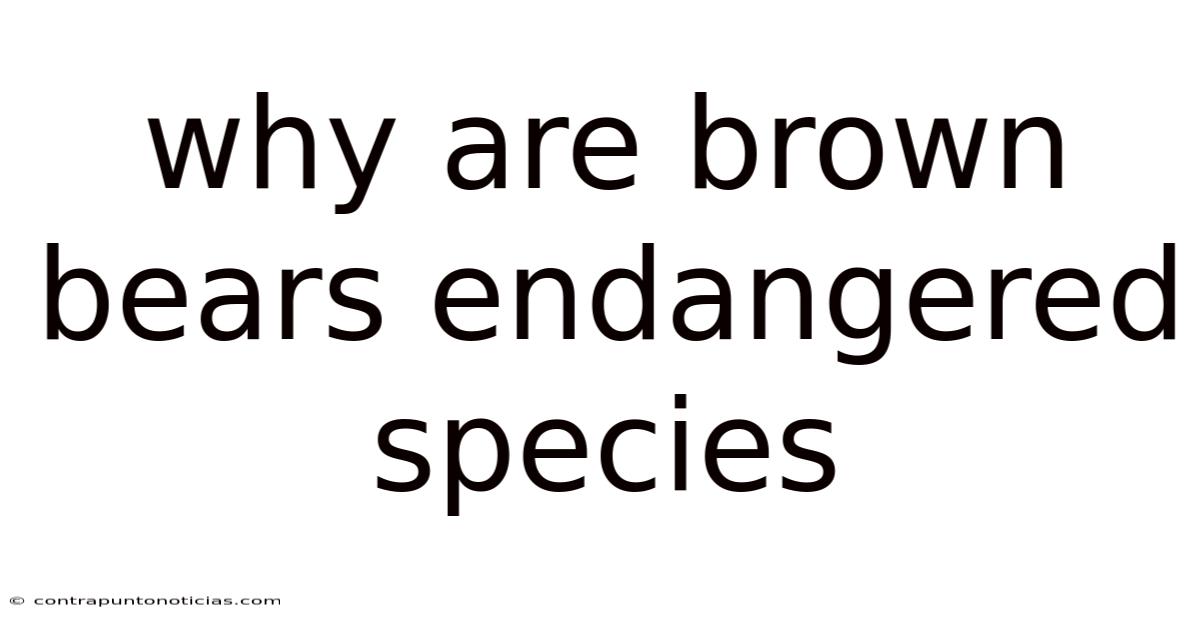 Why Are Brown Bears Endangered Species