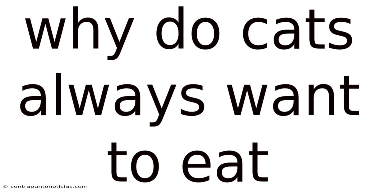 Why Do Cats Always Want To Eat