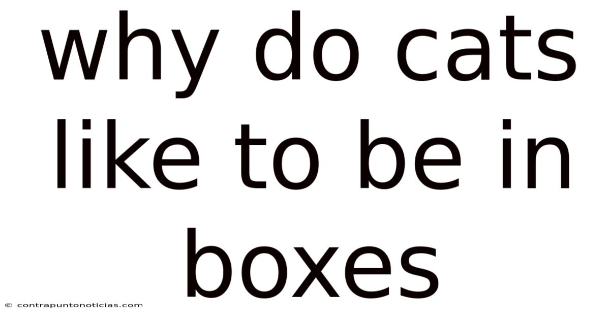 Why Do Cats Like To Be In Boxes