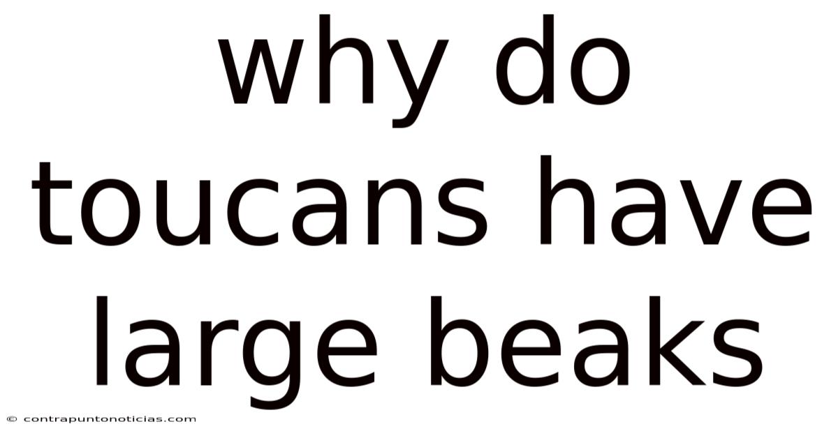 Why Do Toucans Have Large Beaks